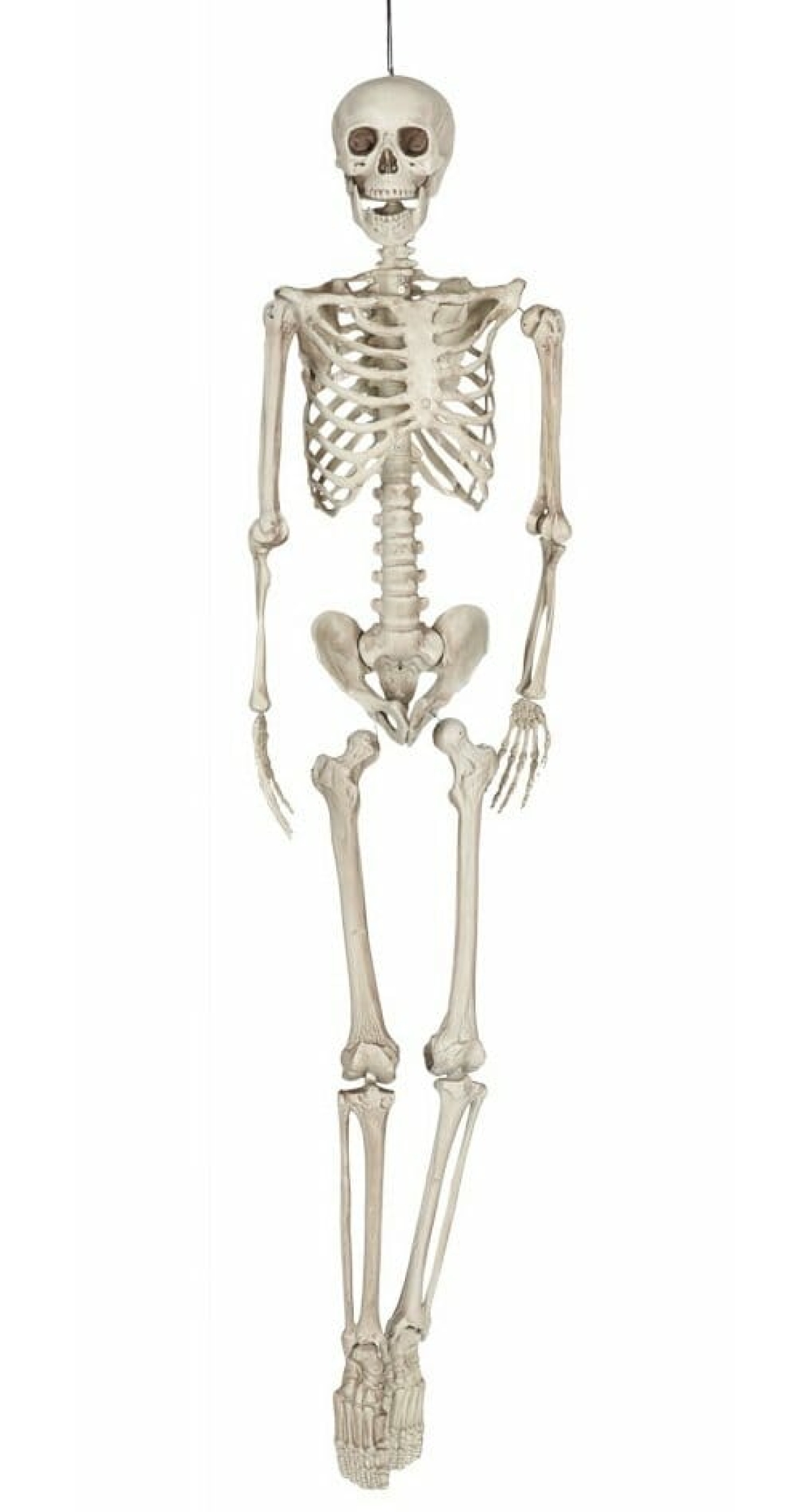 Hanging Skeleton (26044) - 160cm