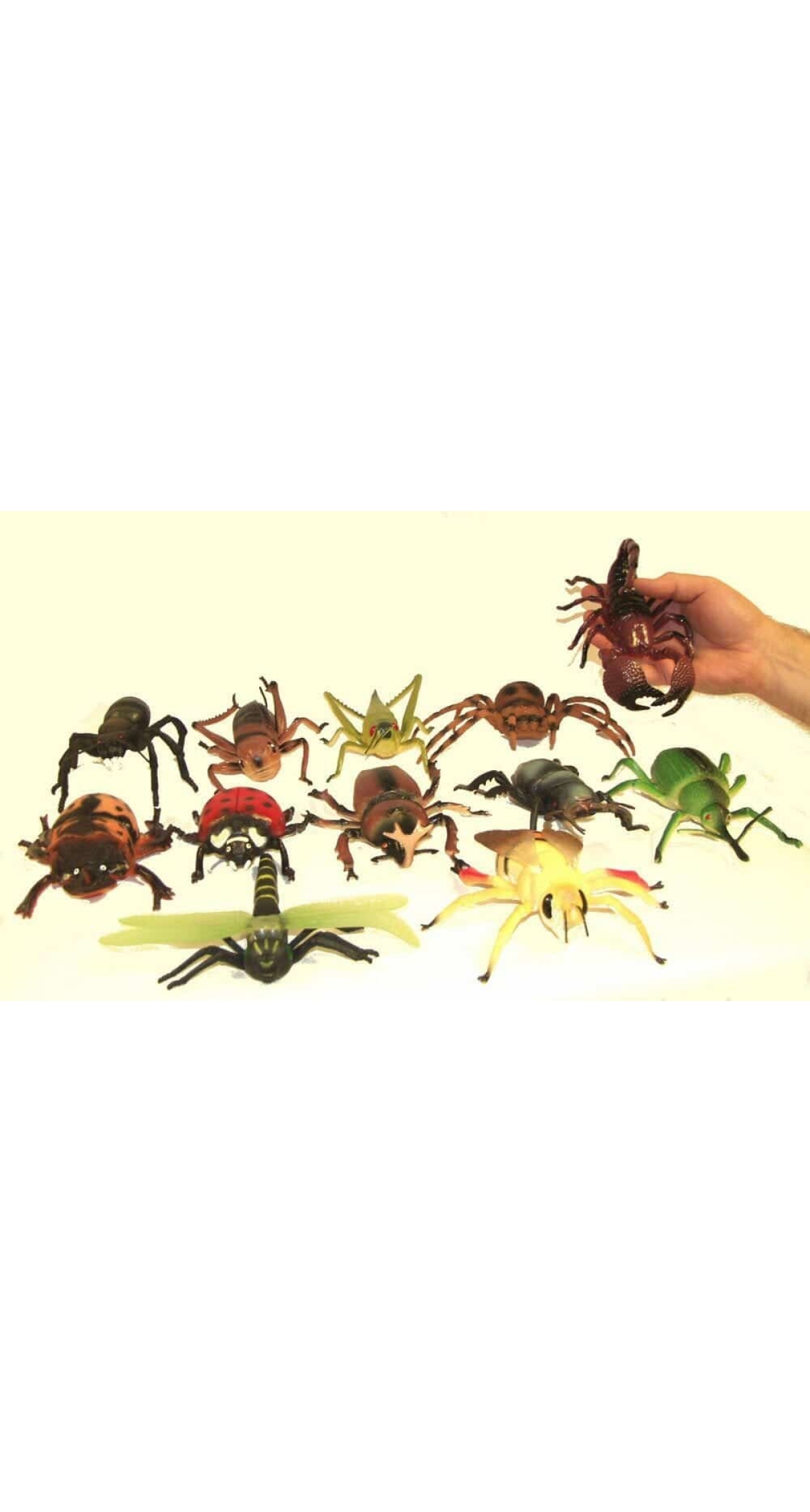 Assorted Creepy Crawlies
