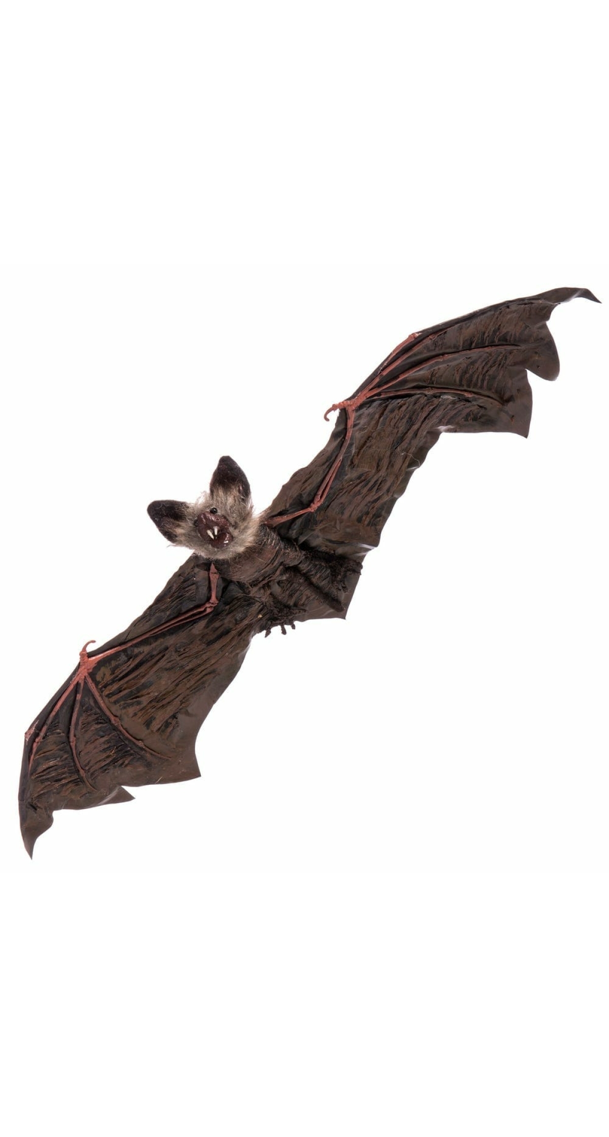 Hanging Bat - 65x24x6cm