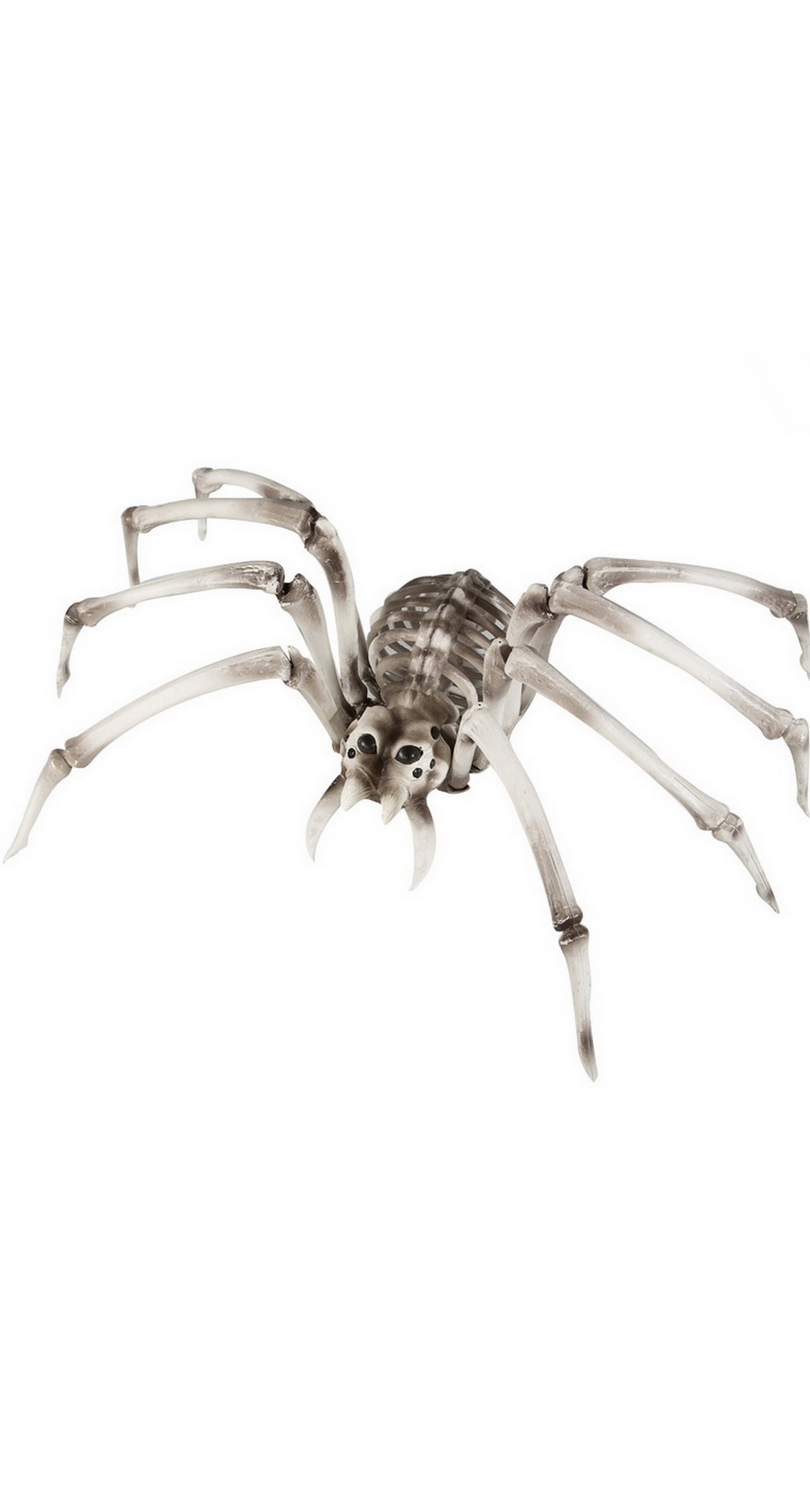 Skeleton Spider - 82 x 48 x 22cm