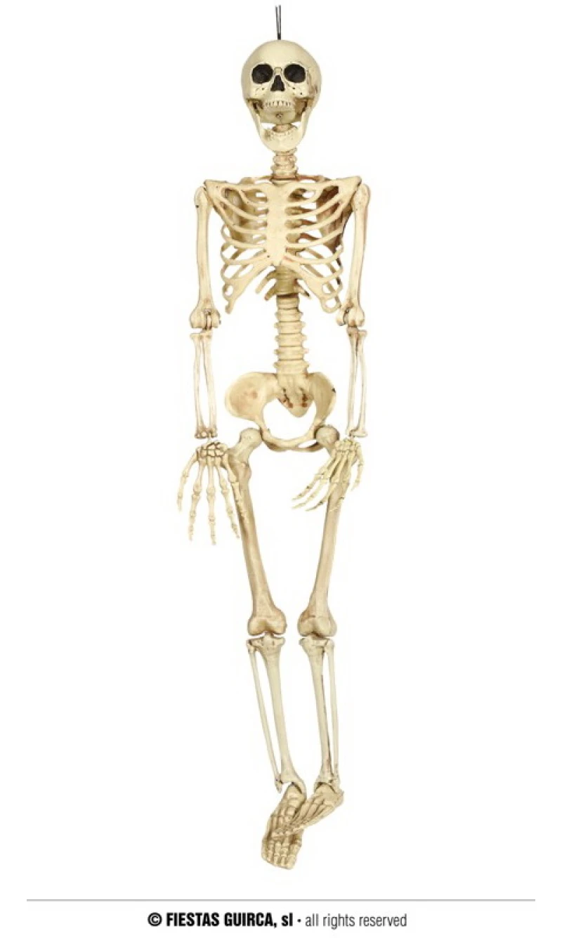 Hanging Skeleton (20643) - 90cm