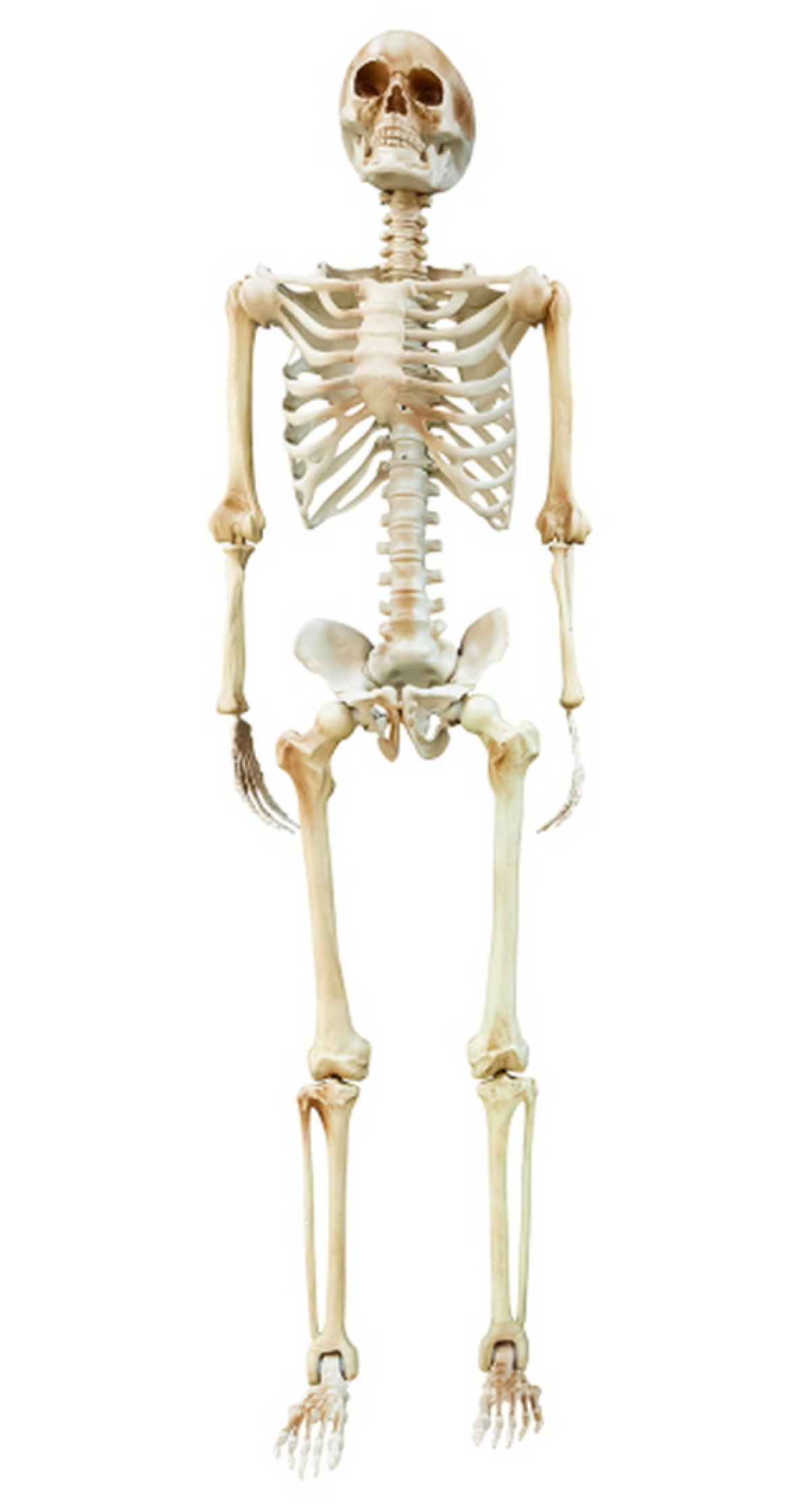 Halloween Life-Size Skeletion Hanging Decoration